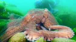 Smotherly Love - North Pacific Giant Octopus, Japan Smotherly Love - North Pacific Giant Octopus, Japan
