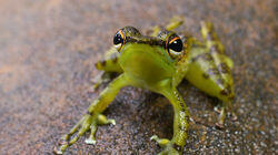 Foot-Flagging Ninja Hopper - Black-Spotted Rock Frog, Malaysia Foot-Flagging Ninja Hopper - Black-Spotted Rock Frog, Malaysia