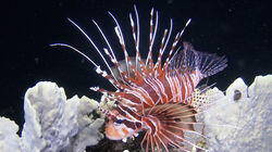 Attractive Yet Poisonous - Spotfin Lionfish, Philippines Attractive Yet Poisonous - Spotfin Lionfish, Philippines