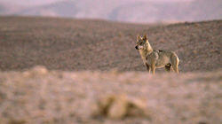Elusive Survivor - Arabian Wolf, Israel Elusive Survivor - Arabian Wolf, Israel