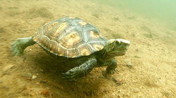 Precious Neighbors - Japanese Pond Turtle, Japan Precious Neighbors - Japanese Pond Turtle, Japan