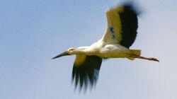 Taking to the Skies - Oriental Stork, Japan Taking to the Skies - Oriental Stork, Japan