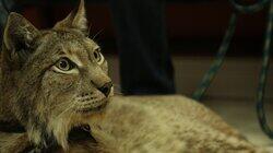 Sir Lynx-a-Lot Sir Lynx-a-Lot