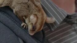 Sugar Glider Honey Bunch Sugar Glider Honey Bunch