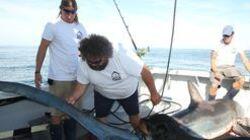 Sharks and Recreation Sharks and Recreation