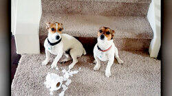 Top 10 Times Your Dog Could Not Resist the Toilet Paper Top 10 Times Your Dog Could Not Resist the Toilet Paper