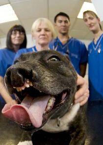Bizarre Animal ER Bizarre Animal ER