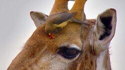 The Waterberg: Mountains of Life The Waterberg: Mountains of Life