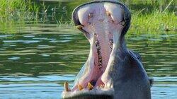 Africas Great Oasis: The Okavango Delta Africas Great Oasis: The Okavango Delta