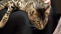 Nine Lives and Counting Nine Lives and Counting