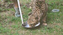Cheetah Play Date Cheetah Play Date