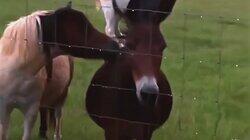 Beauty and the Wildebeest Beauty and the Wildebeest