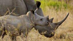 Wild Swaziland Wild Swaziland