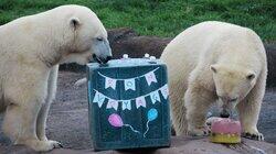 Polar Bear Palooza Polar Bear Palooza