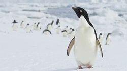 Wild Southern Ocean Wild Southern Ocean