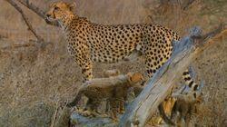 Growing up Cheetah Growing up Cheetah
