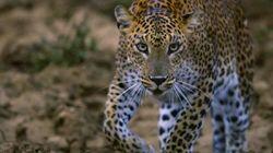 The Secret Lives of Leopards The Secret Lives of Leopards