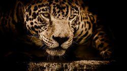 The Secret Lives of Jaguars The Secret Lives of Jaguars