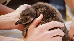 Penguin Chick Swim School Penguin Chick Swim School