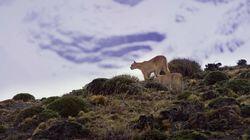 The Secret Lives of Pumas The Secret Lives of Pumas