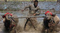 Sumbawa Buffalo Racing