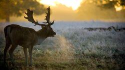 Deer Deer