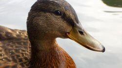 Duck Duck