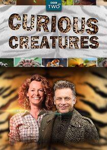Curious Creatures Curious Creatures