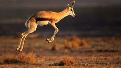 Jumping