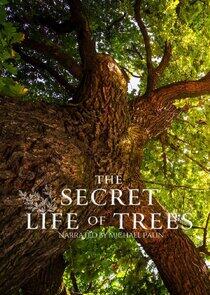 The Secret Life of Trees The Secret Life of Trees