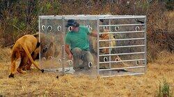 Man v. Lion