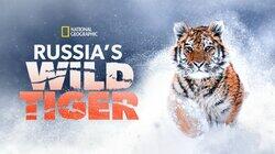Russia's Wild Tiger