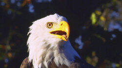 Beaks and Talons Beaks and Talons
