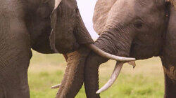 Tusks and Horns Tusks and Horns