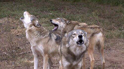 Pack Tactics Pack Tactics
