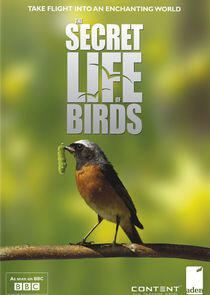 Iolo's Secret Life of Birds Iolo's Secret Life of Birds