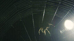 Web of Torment Web of Torment