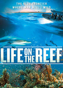 Life on the Reef Life on the Reef