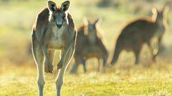 Australia Australia