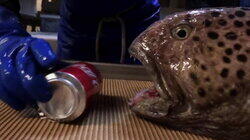 Congressional UFOs, New Nessie and Zombie Fish Congressional UFOs, New Nessie and Zombie Fish
