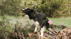 Cadaver Dogs Cadaver Dogs