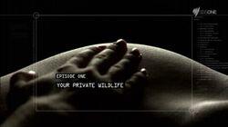 Your Private Wildlife Your Private Wildlife