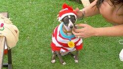 Pooch Party Pooch Party