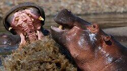 Animal Battles Animal Battles