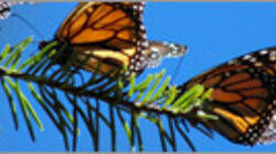 The Incredible Journey of the Butterflies The Incredible Journey of the Butterflies
