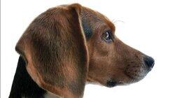 Dogs Decoded Dogs Decoded