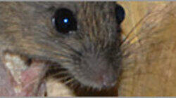 Rat Attack Rat Attack