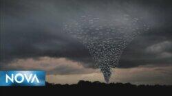 Oklahoma's Deadliest Tornadoes Oklahoma's Deadliest Tornadoes
