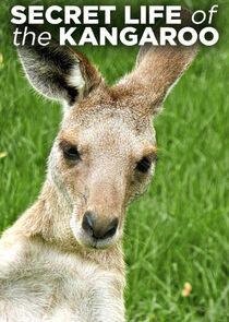Secret Life of the Kangaroo Secret Life of the Kangaroo