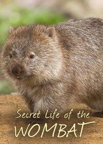 Secret Life of the Wombat Secret Life of the Wombat